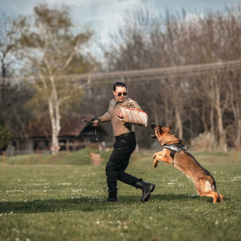 German Shepherd leaps during training session.