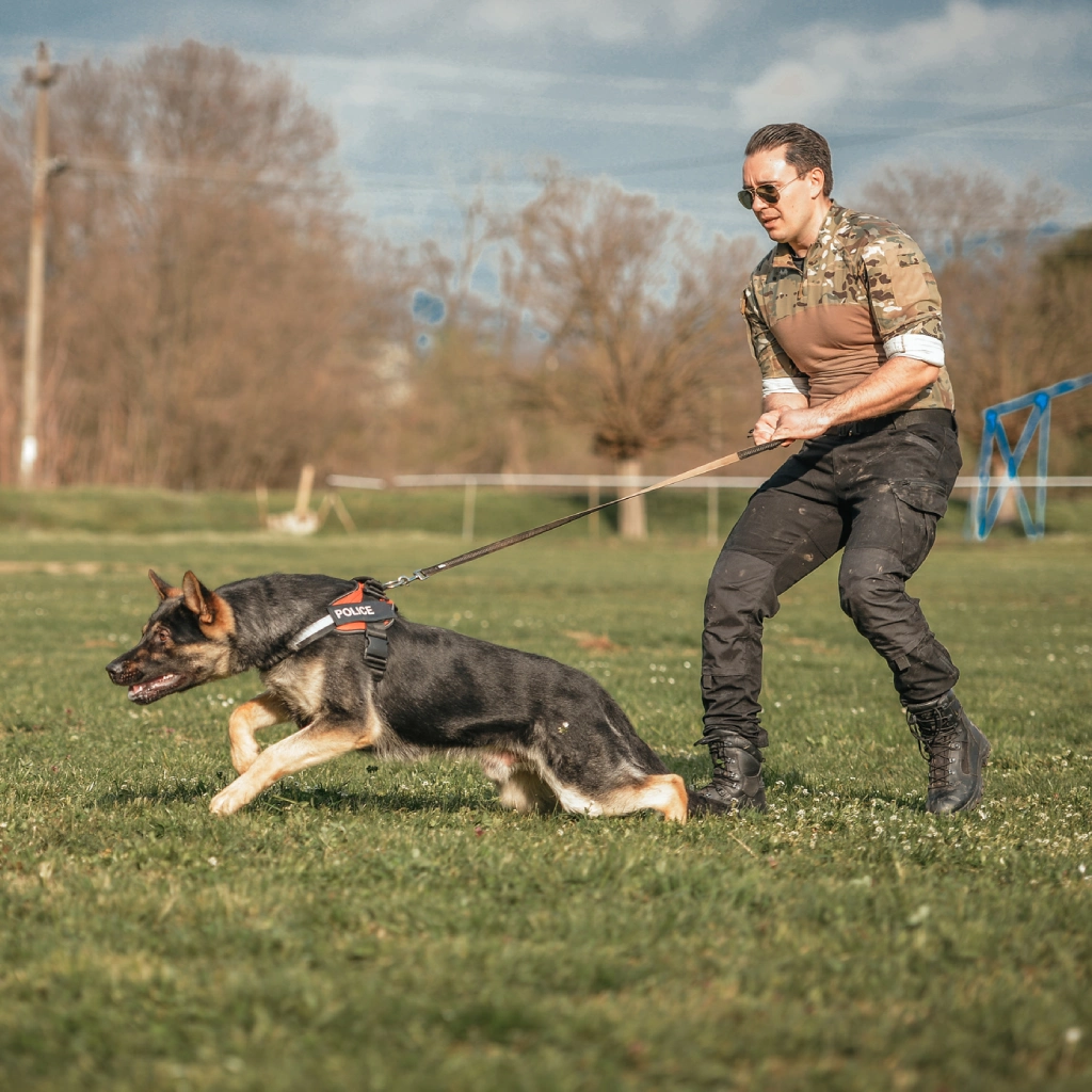 Dog on leash with trainer