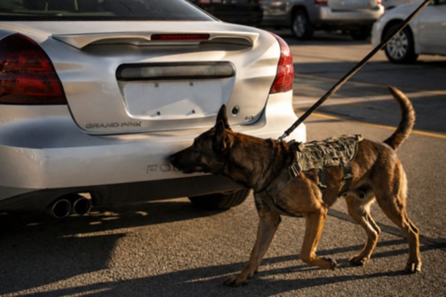 A police dog sniffs a car's bumper at a checkpoint.